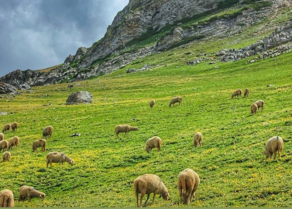 avontuur tussen de schapen