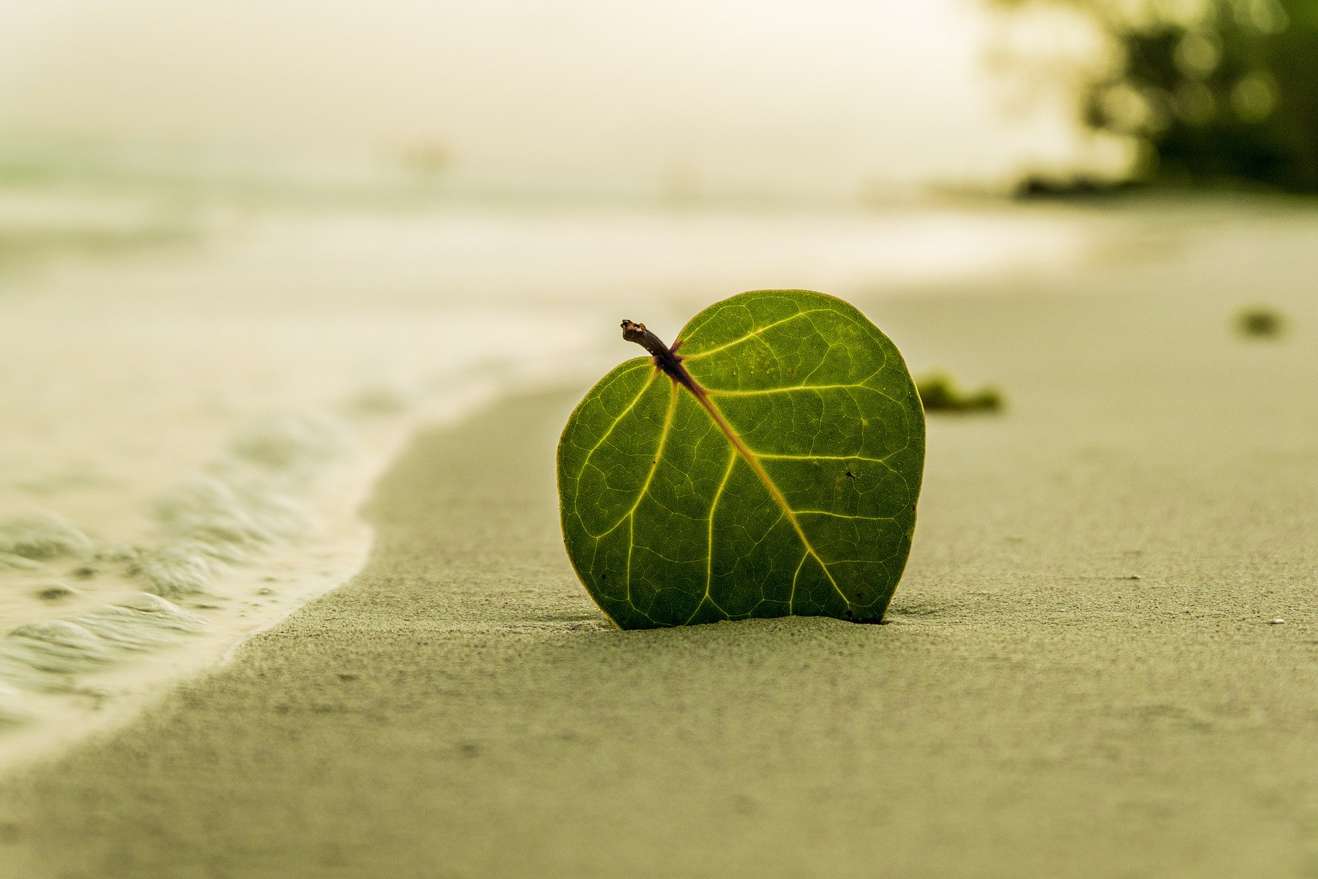 blad op strand